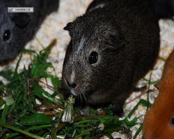 9. Große Bayerische Meerschweinchenschau 2011