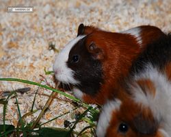 9. Große Bayerische Meerschweinchenschau 2011