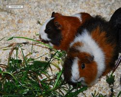 9. Große Bayerische Meerschweinchenschau 2011