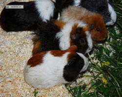 9. Große Bayerische Meerschweinchenschau 2011