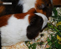 9. Große Bayerische Meerschweinchenschau 2011