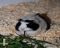 9. Große Bayerische Meerschweinchenschau 2011