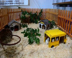 13. Große Bayerische Meerschweinchenschau 2015