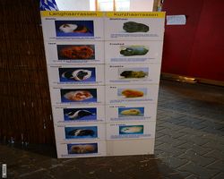 13. Große Bayerische Meerschweinchenschau 2015