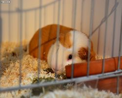 13. Große Bayerische Meerschweinchenschau 2015