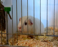13. Große Bayerische Meerschweinchenschau 2015