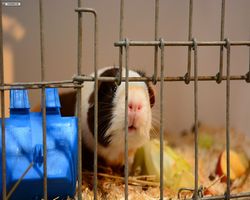 13. Große Bayerische Meerschweinchenschau 2015