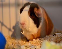 13. Große Bayerische Meerschweinchenschau 2015