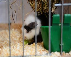 13. Große Bayerische Meerschweinchenschau 2015