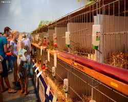 13. Große Bayerische Meerschweinchenschau 2015