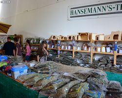 13. Große Bayerische Meerschweinchenschau 2015