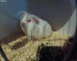 13. Große Bayerische Meerschweinchenschau 2015