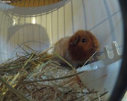 13. Große Bayerische Meerschweinchenschau 2015