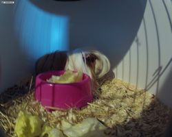 13. Große Bayerische Meerschweinchenschau 2015