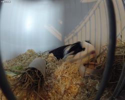 13. Große Bayerische Meerschweinchenschau 2015