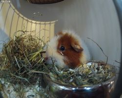 13. Große Bayerische Meerschweinchenschau 2015