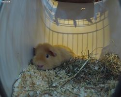 13. Große Bayerische Meerschweinchenschau 2015