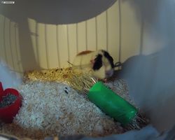 13. Große Bayerische Meerschweinchenschau 2015