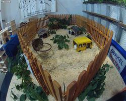 13. Große Bayerische Meerschweinchenschau 2015