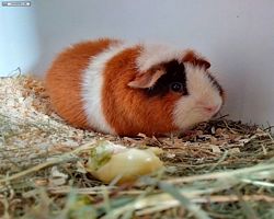 14. Große Bayerische Meerschweinchenschau 2016