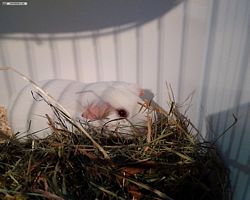 14. Große Bayerische Meerschweinchenschau 2016