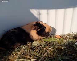 14. Große Bayerische Meerschweinchenschau 2016