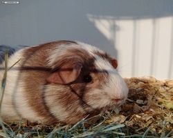 14. Große Bayerische Meerschweinchenschau 2016