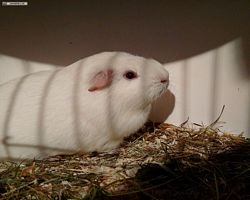 14. Große Bayerische Meerschweinchenschau 2016