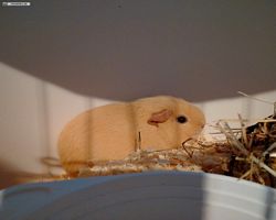 14. Große Bayerische Meerschweinchenschau 2016