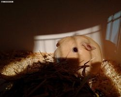 14. Große Bayerische Meerschweinchenschau 2016