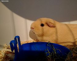 14. Große Bayerische Meerschweinchenschau 2016