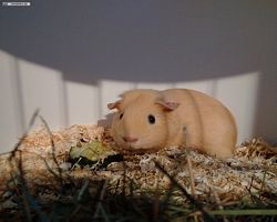 14. Große Bayerische Meerschweinchenschau 2016