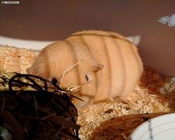 14. Große Bayerische Meerschweinchenschau 2016