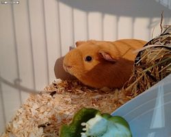 14. Große Bayerische Meerschweinchenschau 2016