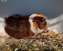 14. Große Bayerische Meerschweinchenschau 2016