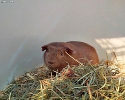 14. Große Bayerische Meerschweinchenschau 2016