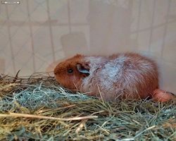 14. Große Bayerische Meerschweinchenschau 2016