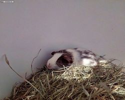 14. Große Bayerische Meerschweinchenschau 2016