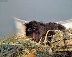 14. Große Bayerische Meerschweinchenschau 2016