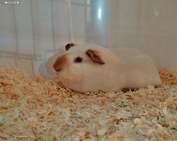 14. Große Bayerische Meerschweinchenschau 2016