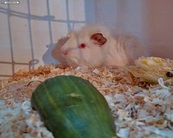 14. Große Bayerische Meerschweinchenschau 2016