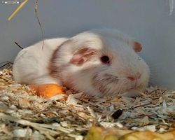 14. Große Bayerische Meerschweinchenschau 2016