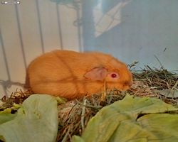 14. Große Bayerische Meerschweinchenschau 2016