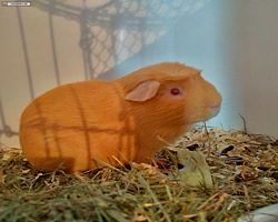 14. Große Bayerische Meerschweinchenschau 2016