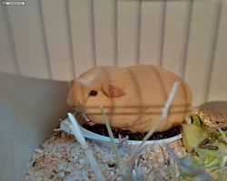 14. Große Bayerische Meerschweinchenschau 2016