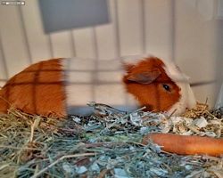 14. Große Bayerische Meerschweinchenschau 2016