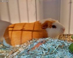 14. Große Bayerische Meerschweinchenschau 2016