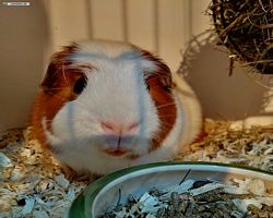 14. Große Bayerische Meerschweinchenschau 2016