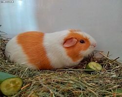 14. Große Bayerische Meerschweinchenschau 2016