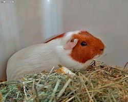 14. Große Bayerische Meerschweinchenschau 2016